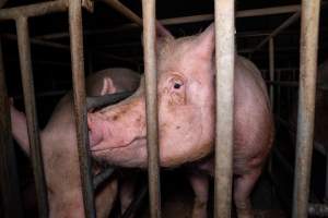 Trapped in sow stalls - A sow looks out at an investigator from the stall she is confined in. - Captured at Midland Bacon, Carag Carag VIC Australia.