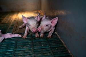 Two piglets - Two sibling piglets lay next to each other in a farrowing crate. - Captured at Midland Bacon, Carag Carag VIC Australia.