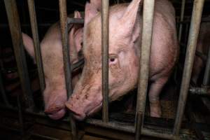 Trapped in a sow stall - A mother pig touches noses with the sow in the stall beside her. - Captured at Midland Bacon, Carag Carag VIC Australia.