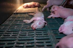 Dead Piglet - A dead piglet lays by their siblings in a farrowing shed on a pig farm. - Captured at Midland Bacon, Carag Carag VIC Australia.