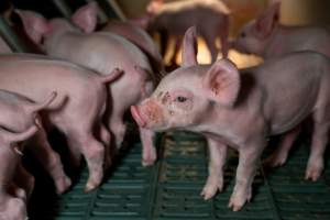 The face of innocence - A piglet stands among their siblings in the farrowing crate they are confined to. - Captured at Midland Bacon, Carag Carag VIC Australia.