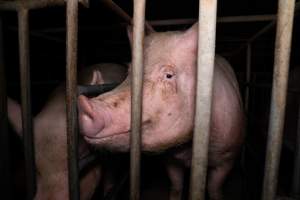 Trapped in a sow stall - A sow looks out from the stall she is confined to on an Australian pig farm. - Captured at Midland Bacon, Carag Carag VIC Australia.