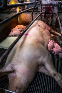 Boen Boe Farrowing Shed - Mother confined to farrowing crate with blood stained wall - Captured at Boen Boe Stud Piggery, Joadja NSW Australia.