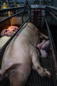 Boen Boe Farrowing Shed - Mother confined to farrowing crate with blood stained wall - Captured at Boen Boe Stud Piggery, Joadja NSW Australia.