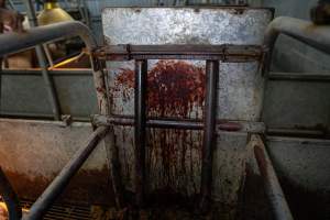 Boen Boe Farrowing Shed - Blood stain inside farrowing crate - Captured at Boen Boe Stud Piggery, Joadja NSW Australia.