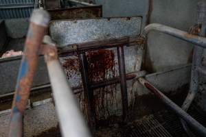 Boen Boe Farrowing Shed - Blood stain inside farrowing crate - Captured at Boen Boe Stud Piggery, Joadja NSW Australia.