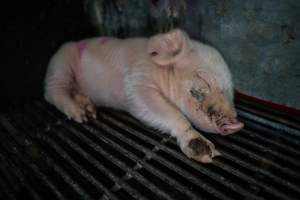 Boen Boe Farrowing Shed - Sick piglet - Captured at Boen Boe Stud Piggery, Joadja NSW Australia.