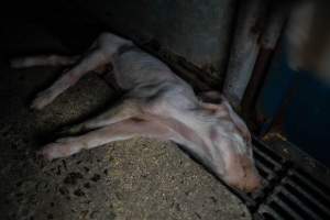 Boen Boe Farrowing Shed - Dead piglet in gutter outside of pen - Captured at Boen Boe Stud Piggery, Joadja NSW Australia.