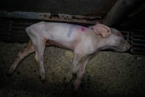 Boen Boe Farrowing Shed - Dead piglet in gutter outside of pen - Captured at Boen Boe Stud Piggery, Joadja NSW Australia.