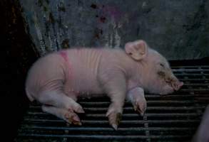 Boen Boe Farrowing Shed - Sick piglet - Captured at Boen Boe Stud Piggery, Joadja NSW Australia.