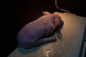 Boen Boe Farrowing Shed - Sleeping piglet - Captured at Boen Boe Stud Piggery, Joadja NSW Australia.