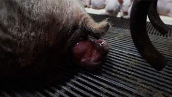 Boen Boe Farrowing Shed - Captured at Boen Boe Stud Piggery, Joadja NSW Australia.