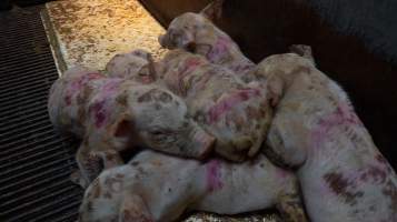 Boen Boe Farrowing Shed - Captured at Boen Boe Stud Piggery, Joadja NSW Australia.