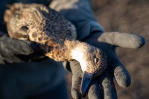 Dead Duck - A duck that had been shot and left by Australian duck shooters.