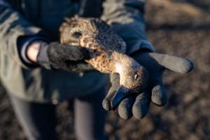 Dead Duck - A duck that had been shot and left by Australian duck shooters.