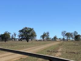 Captured at Bailey Creek Piggeries, Mulgildie QLD Australia.