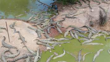 Crocodile group housing - Drone flyover of Darwin Crocodile Farm, Bees Creek NT. - Captured at Darwin Crocodile Farm (Porosus), Palmerston City NT Australia.