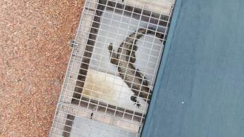 Crocodiles in cages - Drone flyover of Janamba Crocodile Farm, Middle Point NT. - Captured at Janamba Crocodile Farm (Middle Point), Middle Point NT Australia.