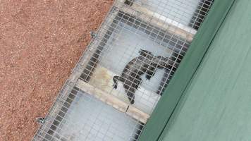 Crocodiles in cages - Drone flyover of Janamba Crocodile Farm, Middle Point NT. - Captured at Janamba Crocodile Farm (Middle Point), Middle Point NT Australia.