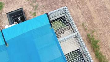 Crocodile in cage - Drone flyover of Lagoon Crocodile Farm, Knuckey Lagoon NT. - Captured at Lagoon Crocodile Farm, Knuckey Lagoon NT Australia.