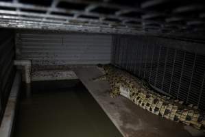 Crocodile in cage - Captured at Lagoon Crocodile Farm, Knuckey Lagoon NT Australia.