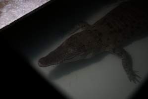 Crocodile in cage - Captured at Lagoon Crocodile Farm, Knuckey Lagoon NT Australia.