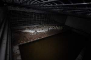 Crocodile in cage - Captured at Lagoon Crocodile Farm, Knuckey Lagoon NT Australia.