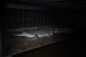 Crocodile in cage - Captured at Lagoon Crocodile Farm, Knuckey Lagoon NT Australia.