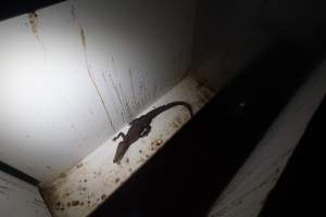 Crocodile in solitary stall - Captured at Lagoon Crocodile Farm, Knuckey Lagoon NT Australia.