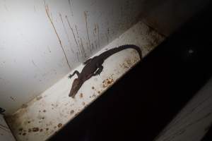 Crocodile in solitary stall - Captured at Lagoon Crocodile Farm, Knuckey Lagoon NT Australia.