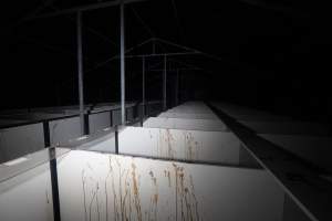 Shed of solitary stalls for crocodiles - Captured at Lagoon Crocodile Farm, Knuckey Lagoon NT Australia.