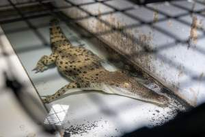 Crocodile in cage - Captured at Lagoon Crocodile Farm, Knuckey Lagoon NT Australia.