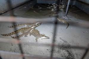 Crocodiles in group housing shed - Captured at Lagoon Crocodile Farm, Knuckey Lagoon NT Australia.