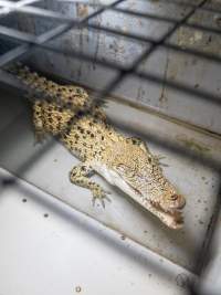 Crocodile in cage - Captured at Lagoon Crocodile Farm, Knuckey Lagoon NT Australia.