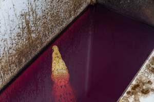 Crocodile in solitary stall - Captured at Lagoon Crocodile Farm, Knuckey Lagoon NT Australia.