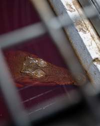 Crocodile in cage - Captured at Lagoon Crocodile Farm, Knuckey Lagoon NT Australia.