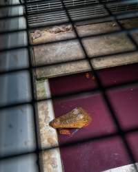 Crocodile in cage - Captured at Lagoon Crocodile Farm, Knuckey Lagoon NT Australia.