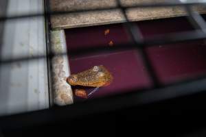 Crocodile in cage - Captured at Lagoon Crocodile Farm, Knuckey Lagoon NT Australia.