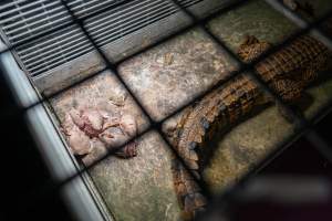 Crocodile in cage - Captured at Lagoon Crocodile Farm, Knuckey Lagoon NT Australia.