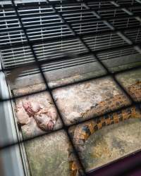 Crocodile in cage - Captured at Lagoon Crocodile Farm, Knuckey Lagoon NT Australia.