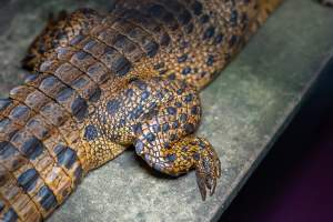 Crocodile in cage - Captured at Lagoon Crocodile Farm, Knuckey Lagoon NT Australia.