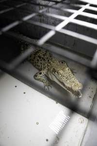 Crocodile in cage - Captured at Lagoon Crocodile Farm, Knuckey Lagoon NT Australia.