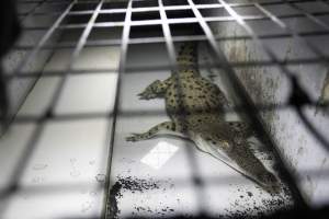 Crocodile in cage - Captured at Lagoon Crocodile Farm, Knuckey Lagoon NT Australia.