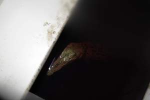 Crocodile in solitary stall - Captured at Lagoon Crocodile Farm, Knuckey Lagoon NT Australia.