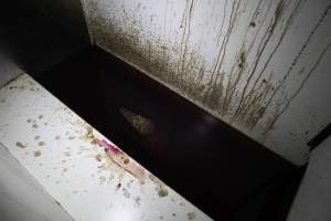 Crocodile in solitary stall - Captured at Lagoon Crocodile Farm, Knuckey Lagoon NT Australia.