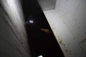 Crocodile in solitary stall - Captured at Lagoon Crocodile Farm, Knuckey Lagoon NT Australia.