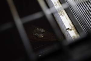 Crocodile in cage - Captured at Lagoon Crocodile Farm, Knuckey Lagoon NT Australia.