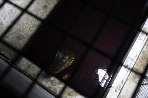 Crocodile in cage - Captured at Lagoon Crocodile Farm, Knuckey Lagoon NT Australia.