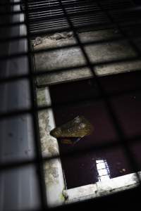 Crocodile in cage - Captured at Lagoon Crocodile Farm, Knuckey Lagoon NT Australia.