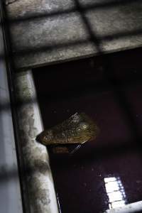 Crocodile in cage - Captured at Lagoon Crocodile Farm, Knuckey Lagoon NT Australia.